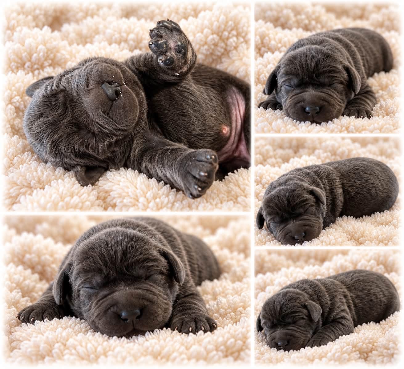 Photo collage of Noelle, a charcoal Labrador puppy, resting on a cream blanket